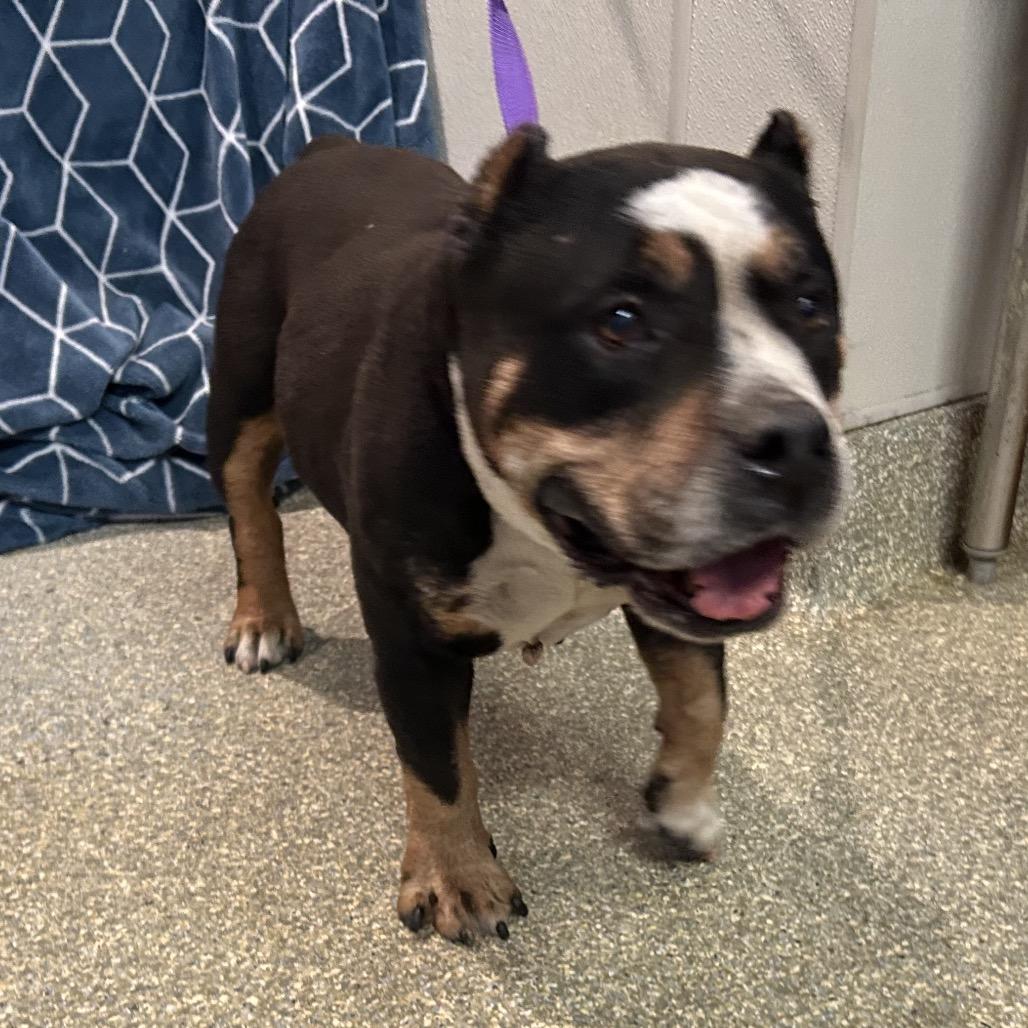 Gorda, a Adoptable Pit Bull Terrier in San Gabriel, CA image 2/5
