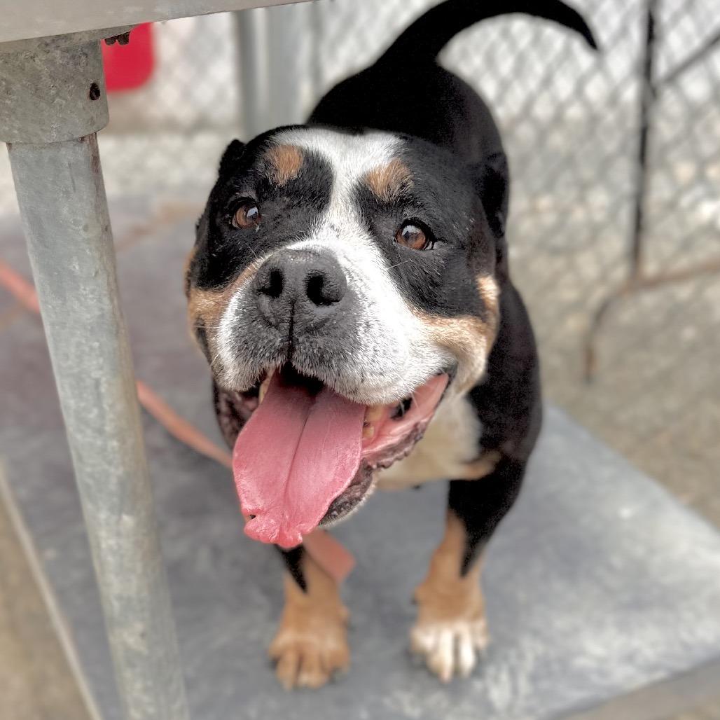 Gorda, a Adoptable Pit Bull Terrier in San Gabriel, CA image 3/5