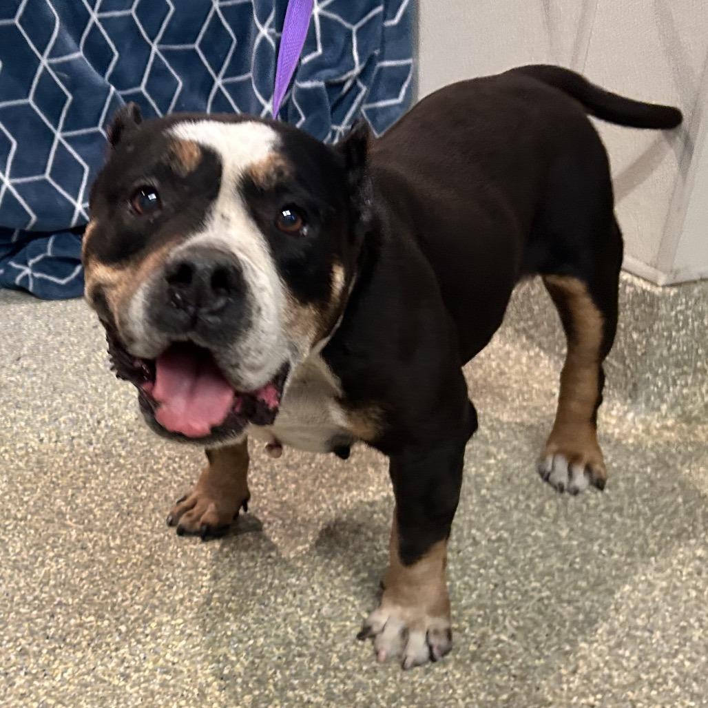 Gorda, a Adoptable Pit Bull Terrier in San Gabriel, CA image 4/5