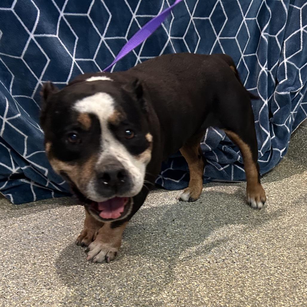Gorda, a Adoptable Pit Bull Terrier in San Gabriel, CA image 5/5