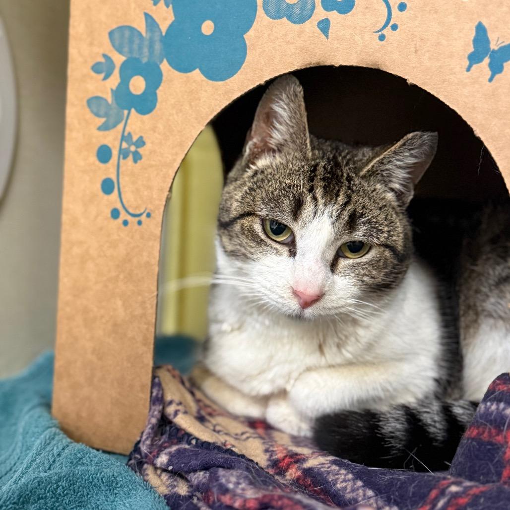 Rosie (Petco), Adoptable, Adult Female Domestic Short Hair.