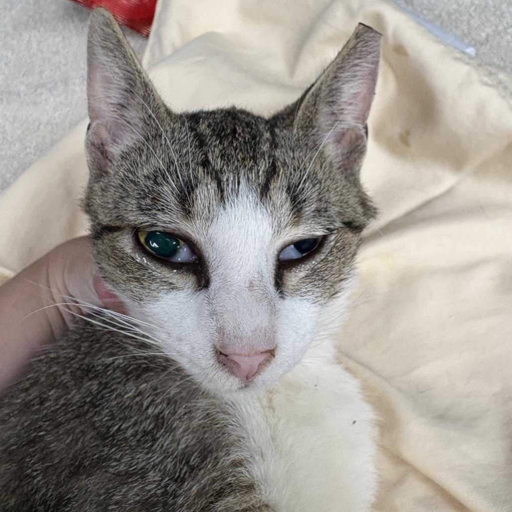 Enlarge Rosie (Petco), a Adoptable Domestic Short Hair in West Olive, MI image 2/6