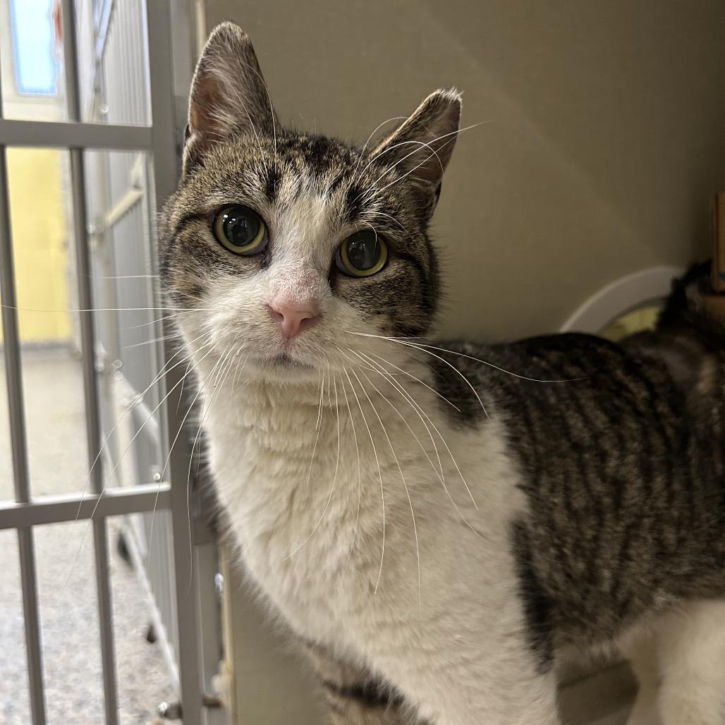 Enlarge Rosie (Petco), a Adoptable Domestic Short Hair in West Olive, MI image 3/6