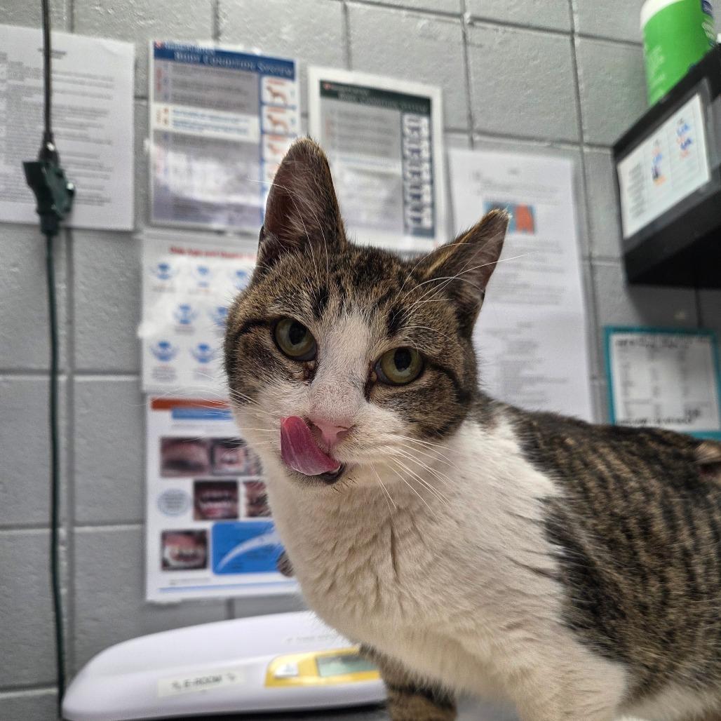 Enlarge Rosie (Petco), a Adoptable Domestic Short Hair in West Olive, MI image 4/6