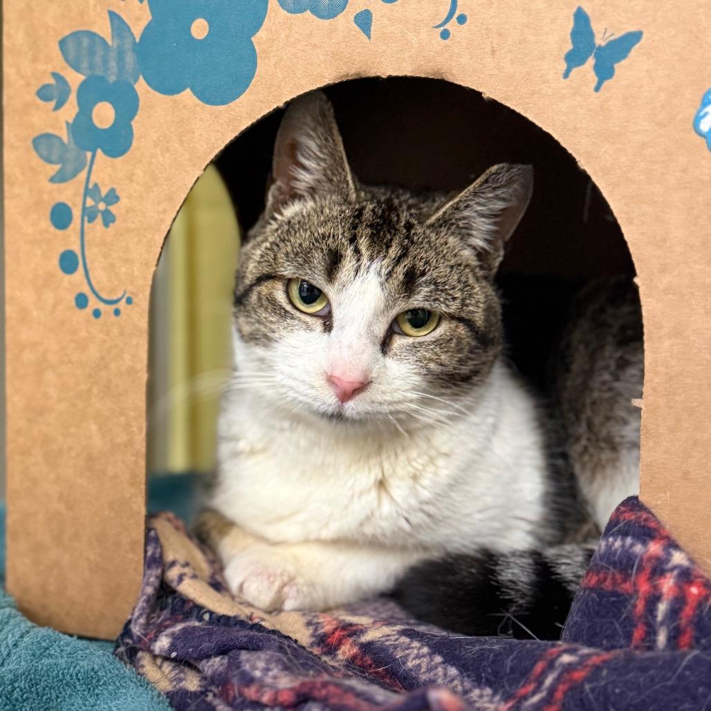 Enlarge Rosie (Petco), a Adoptable Domestic Short Hair in West Olive, MI image 5/6