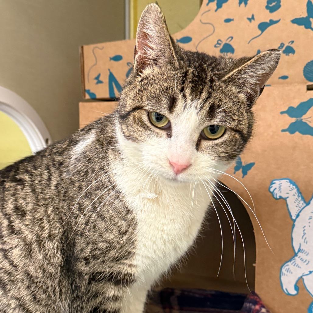 Enlarge Rosie (Petco), a Adoptable Domestic Short Hair in West Olive, MI image 6/6