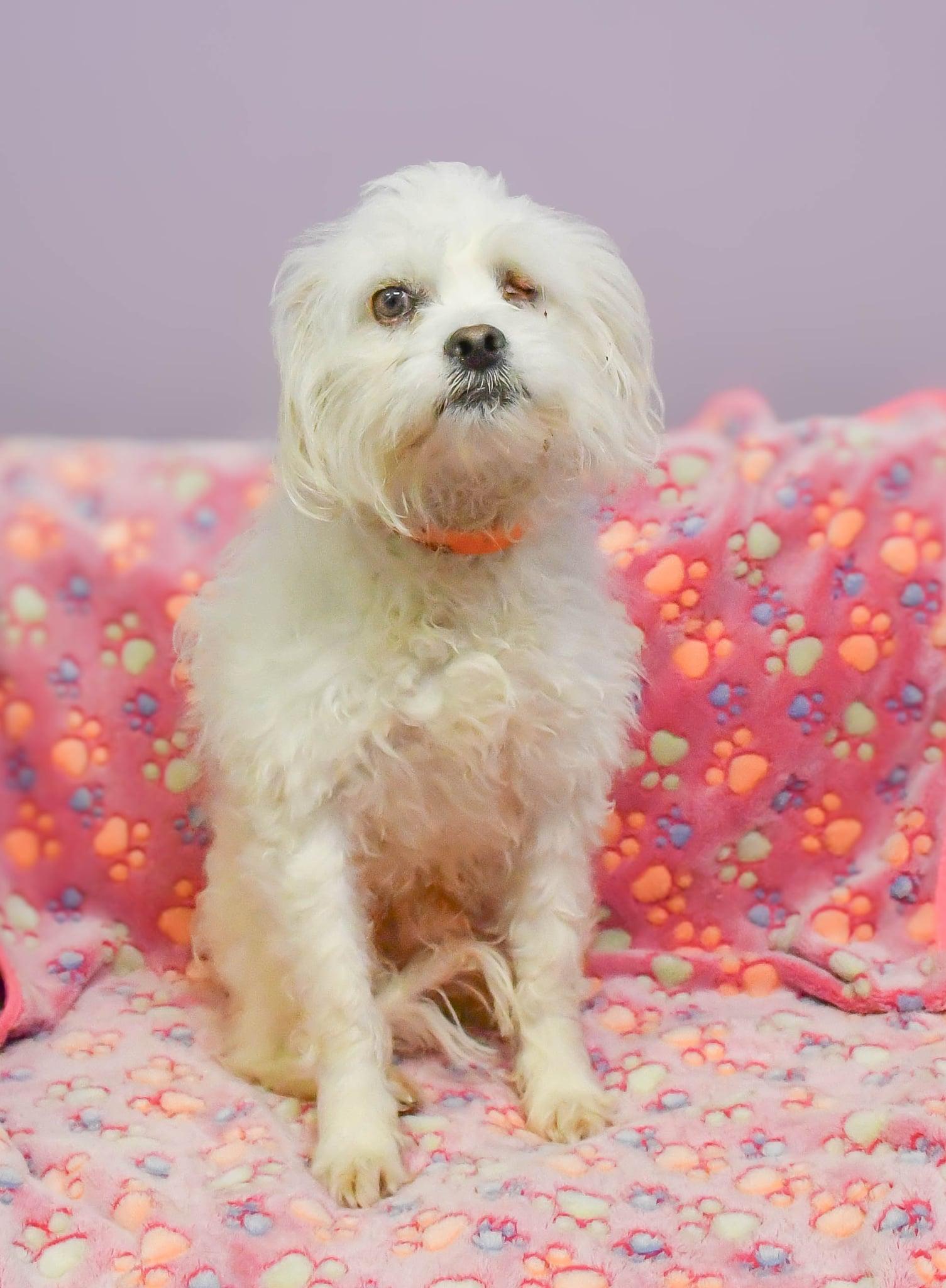 Yeti in NH! Come Meet Our Adoptable Dogs Wed-Sat More Info in Bio , Adoptable, Adult Male Maltese & Poodle (Toy).