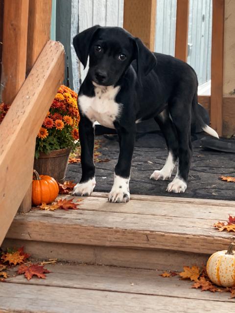 Enlarge Louise, a Adoptable Flat-Coated Retriever in Midway, UT image 2/3