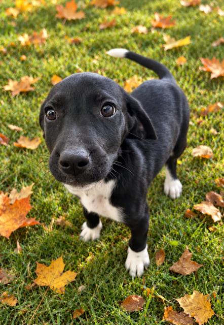 Enlarge Louise, a Adoptable Flat-Coated Retriever in Midway, UT image 3/3