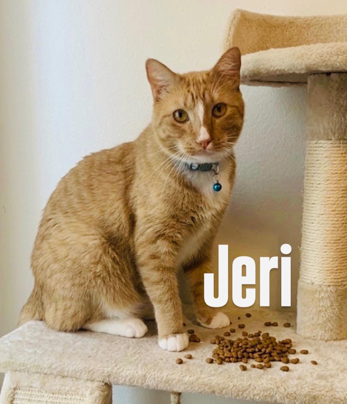 Enlarge Jeri, a Adoptable Domestic Short Hair in Chandler, AZ image 1/2