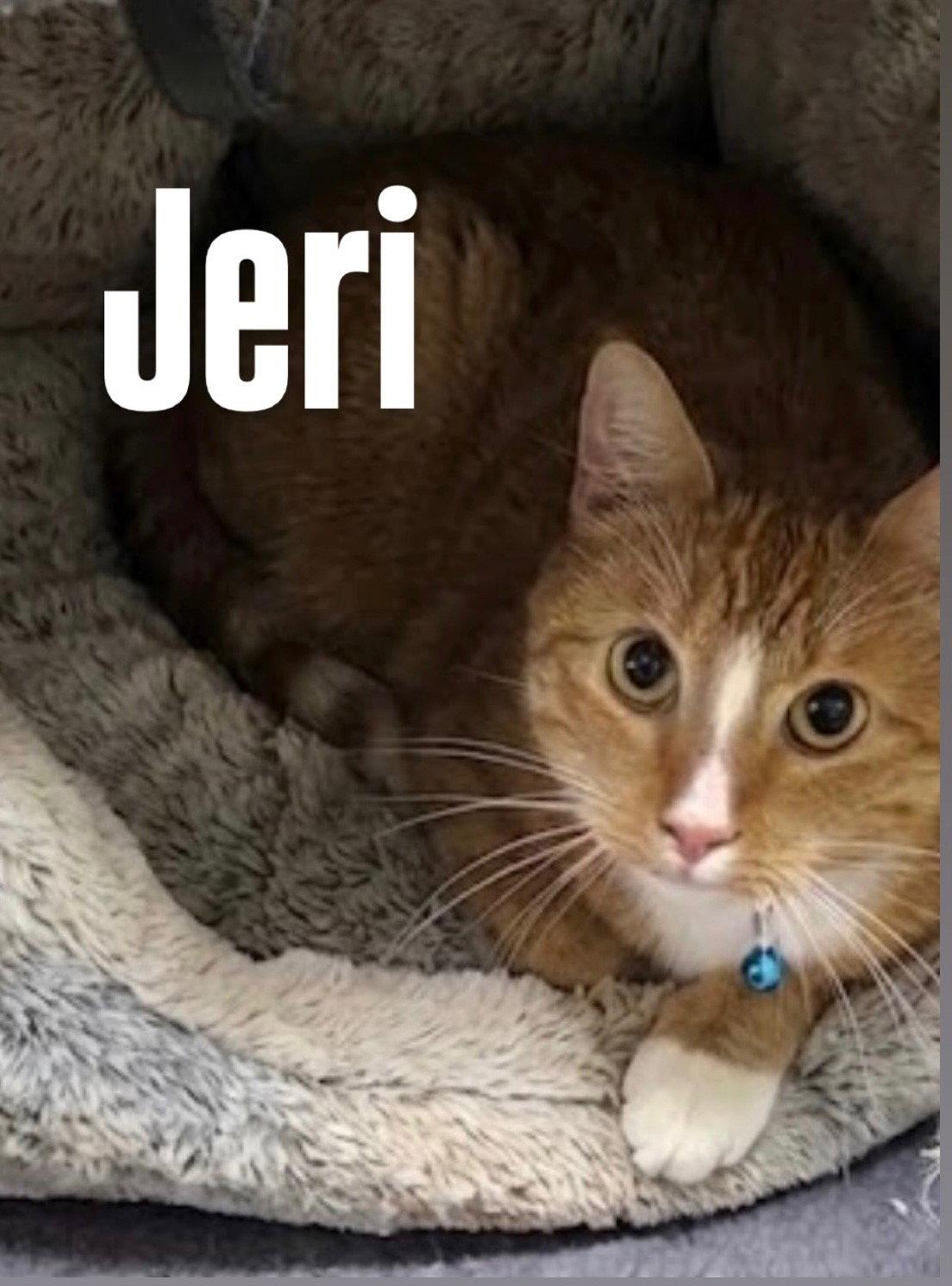 Enlarge Jeri, a Adoptable Domestic Short Hair in Chandler, AZ image 2/2