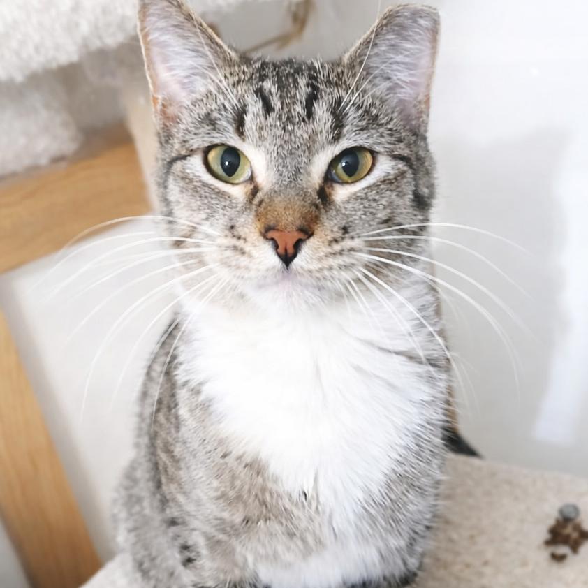 Diesel — thumbnail 3