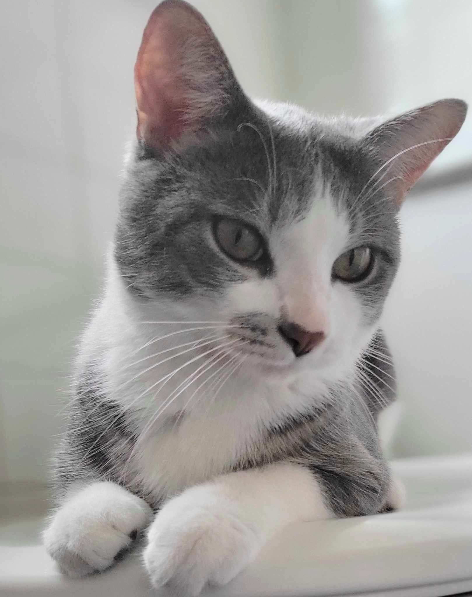 Tom & Jerry, a Adoptable Domestic Short Hair in Fairborn, OH image 2/3