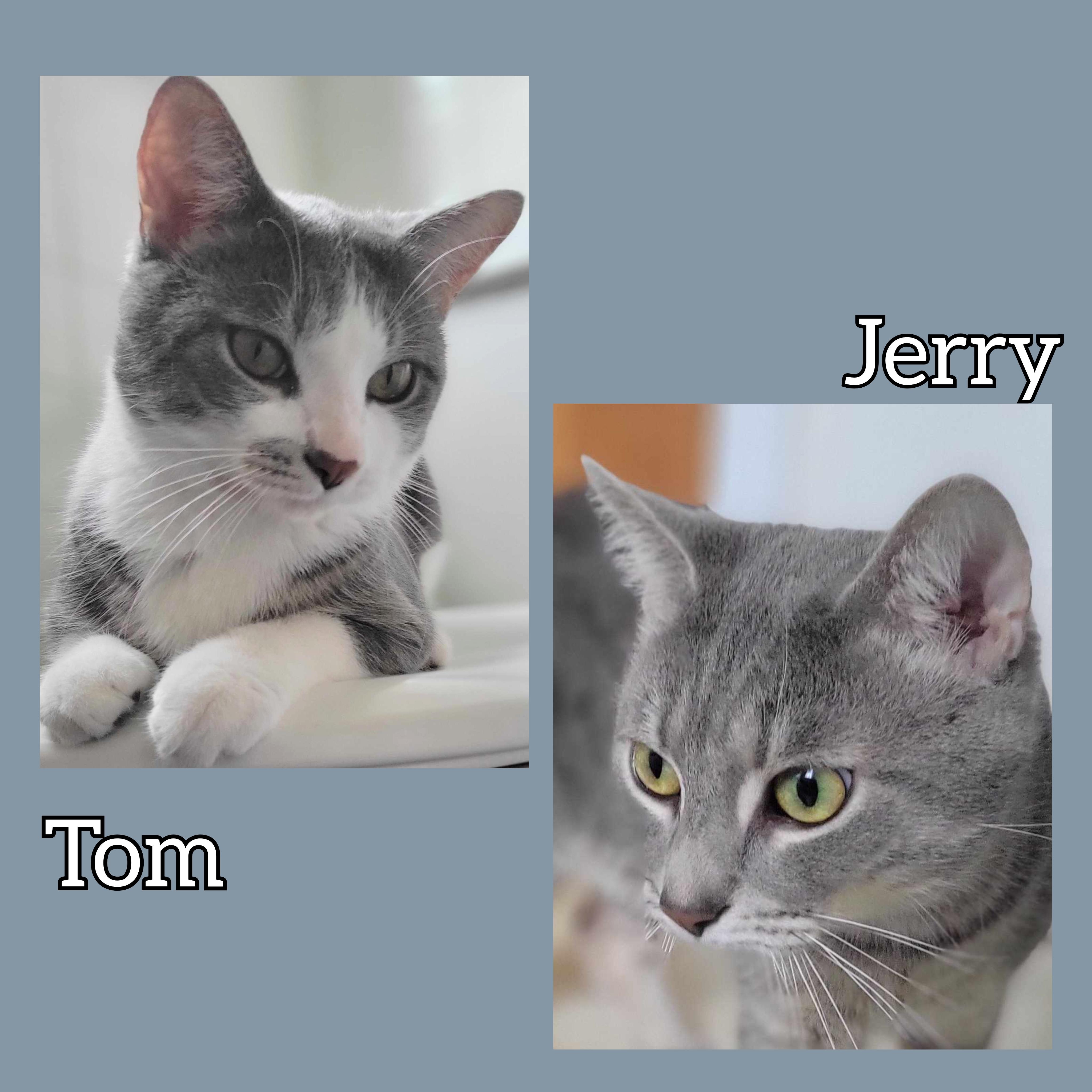 Tom & Jerry, a Adoptable Domestic Short Hair in Fairborn, OH image 1/3