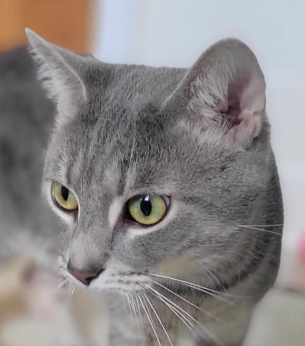 Tom & Jerry, a Adoptable Domestic Short Hair in Fairborn, OH image 3/3