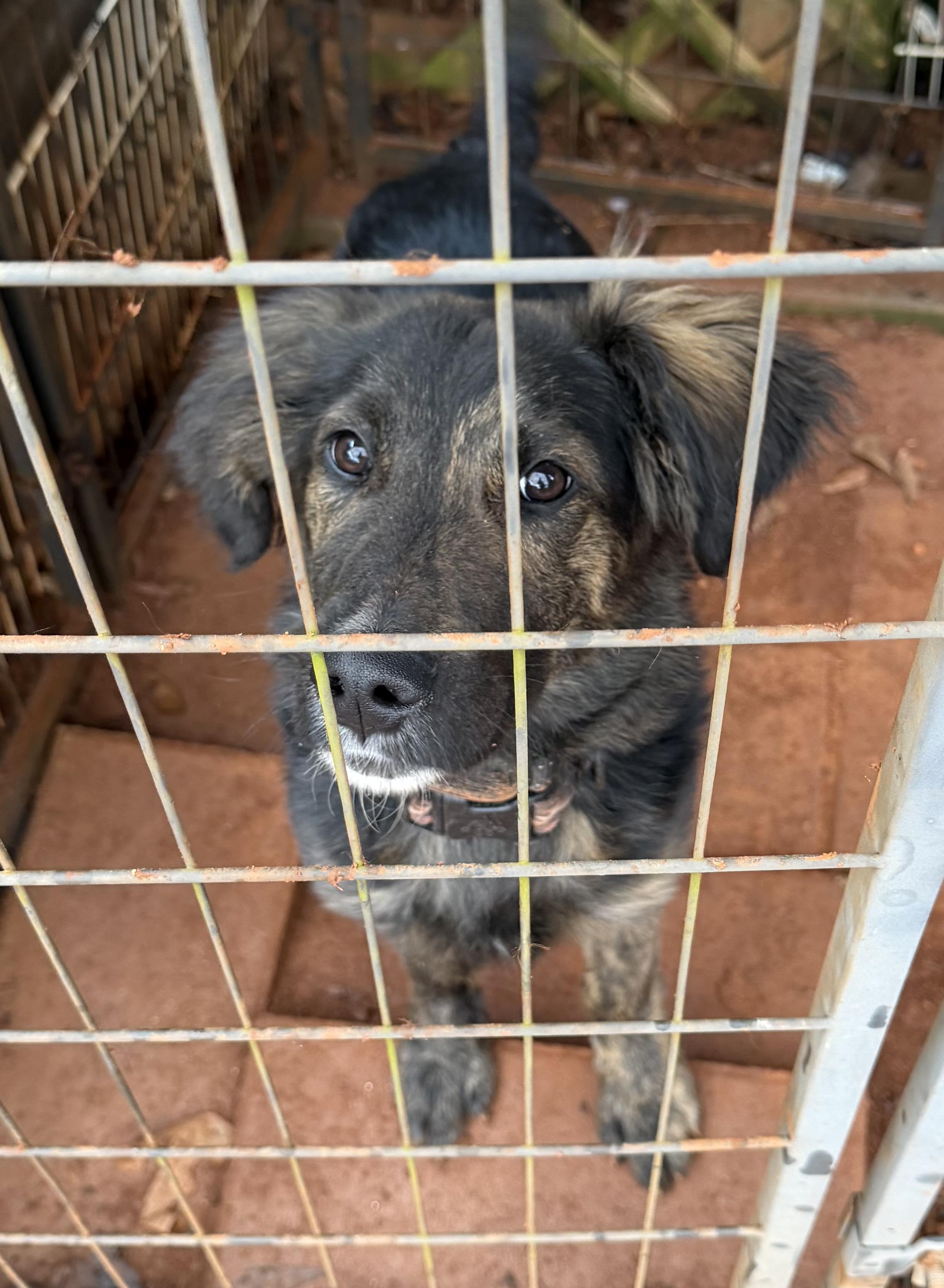 Cooper, ADOPTABLE, Young Male Dutch Shepherd.