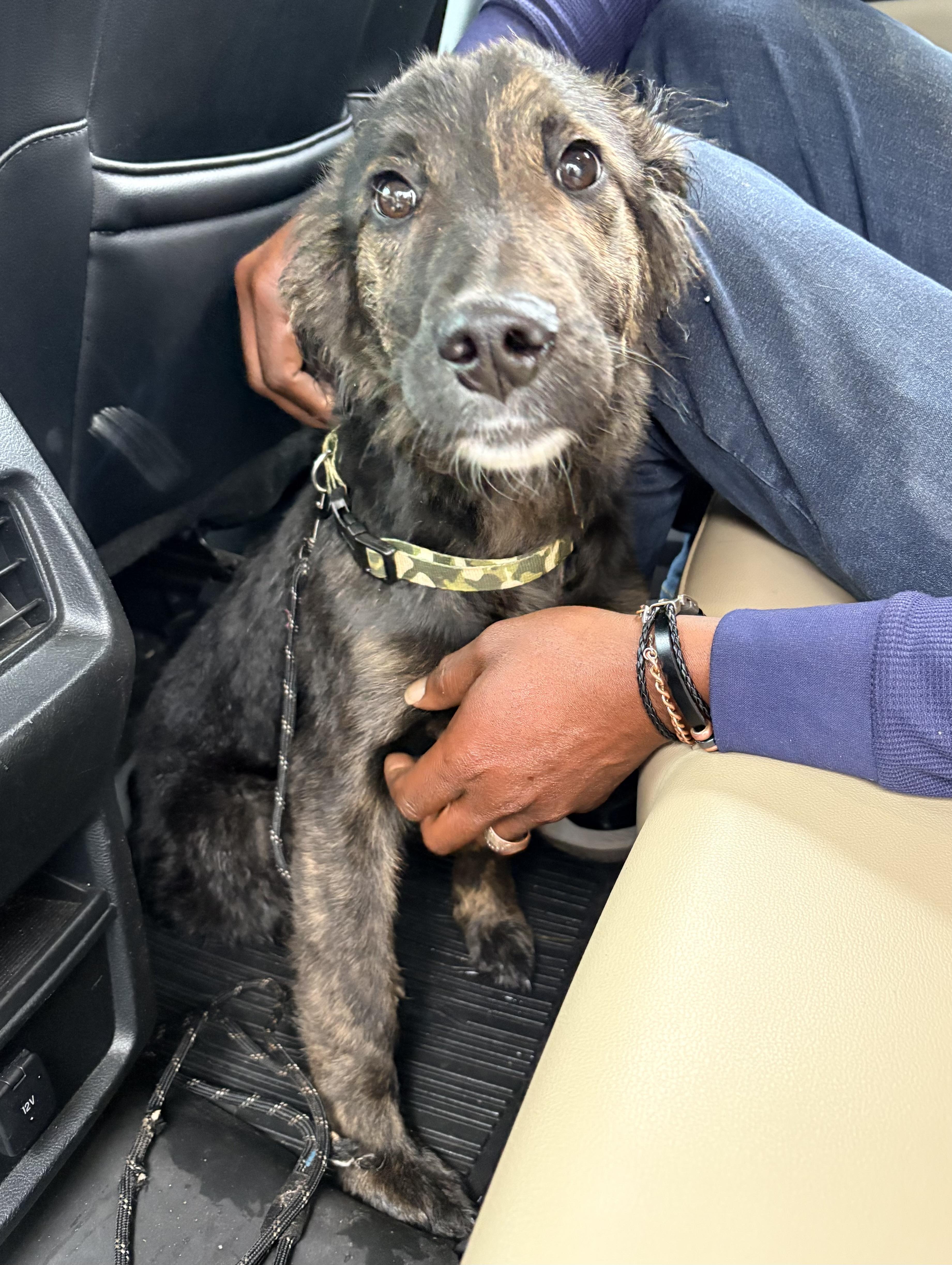 Enlarge Cooper, a ADOPTABLE mixed breed in Newtown, CT image 2/2