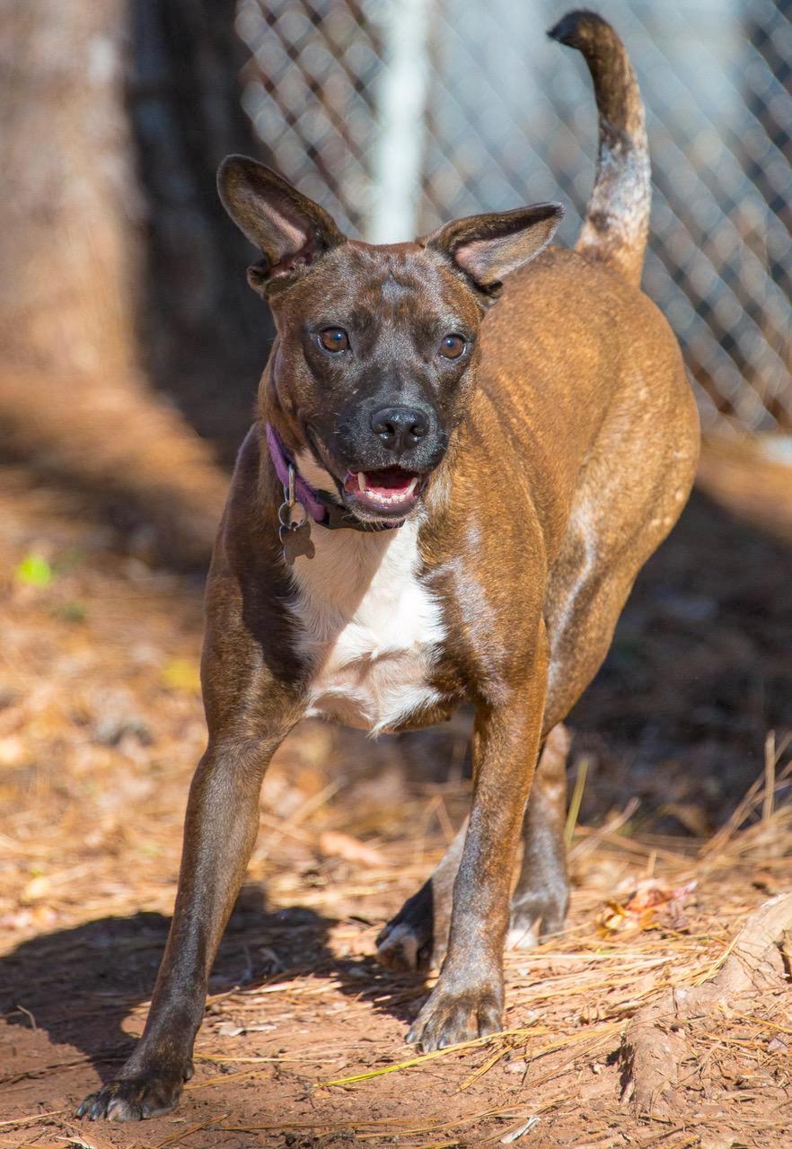 Enlarge Wonder Girl, a Adoptable mixed breed in Alpharetta, GA image 2/3