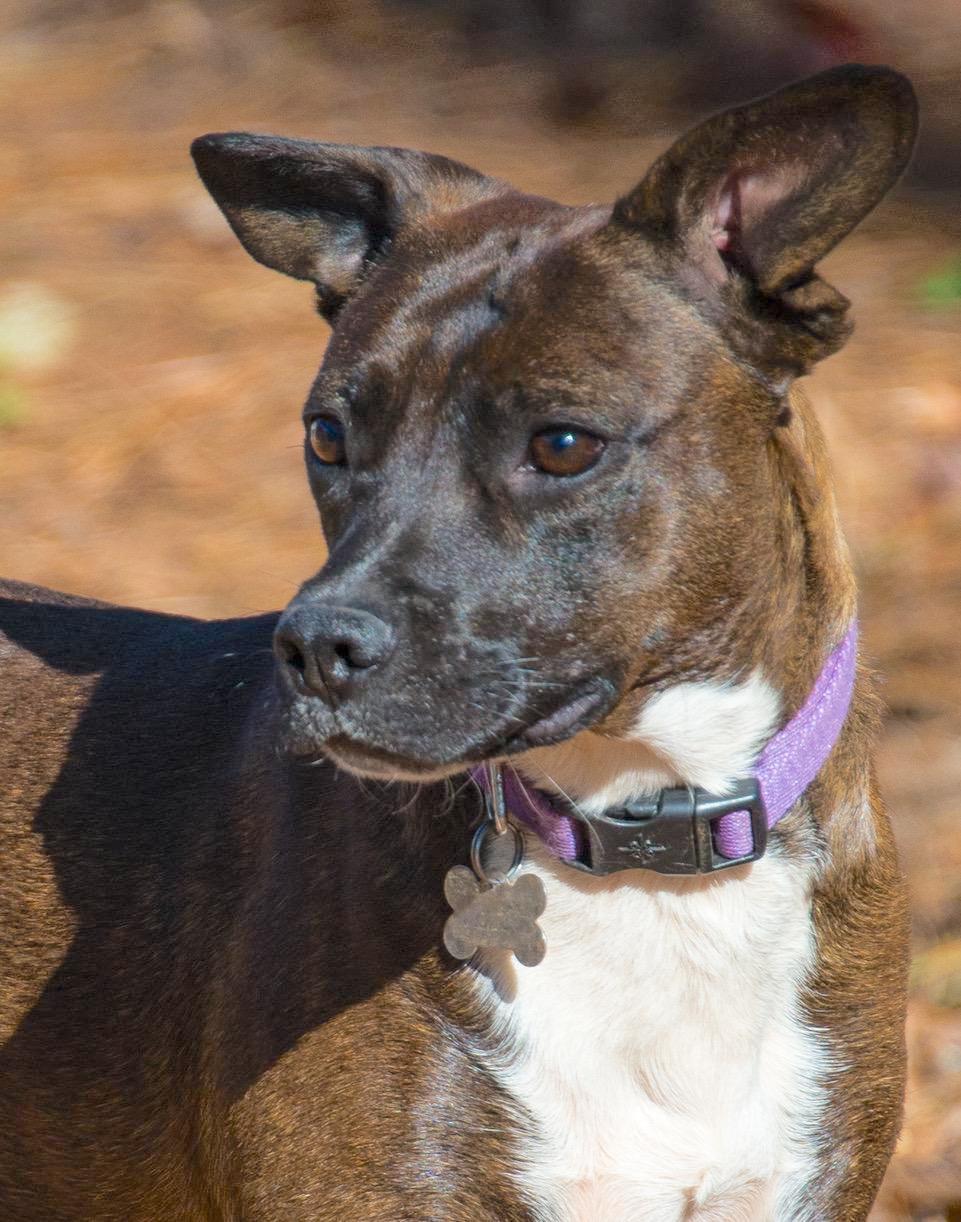 Enlarge Wonder Girl, a Adoptable mixed breed in Alpharetta, GA image 3/3
