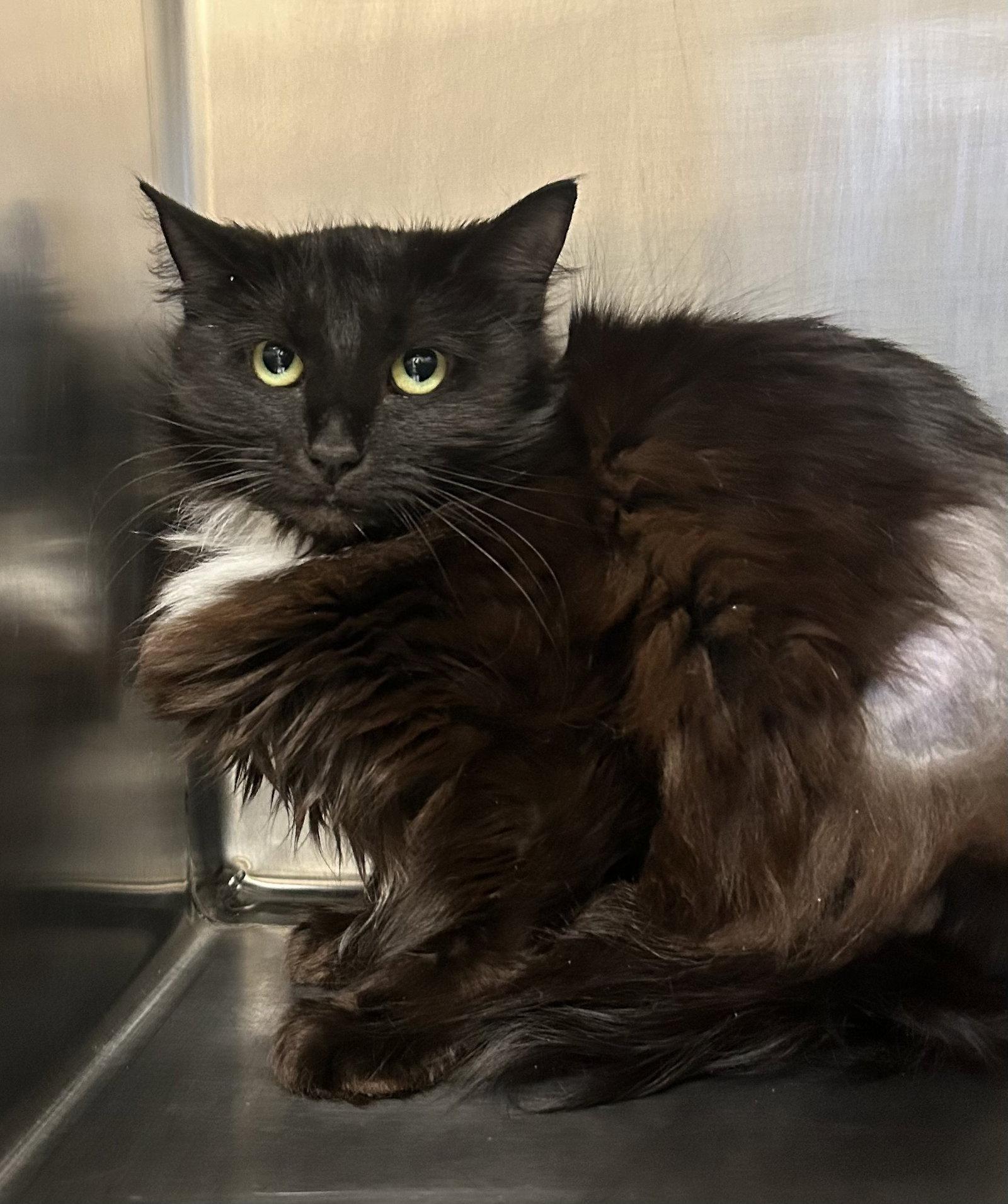 Esme, Adoptable, Adult Female Domestic Medium Hair.