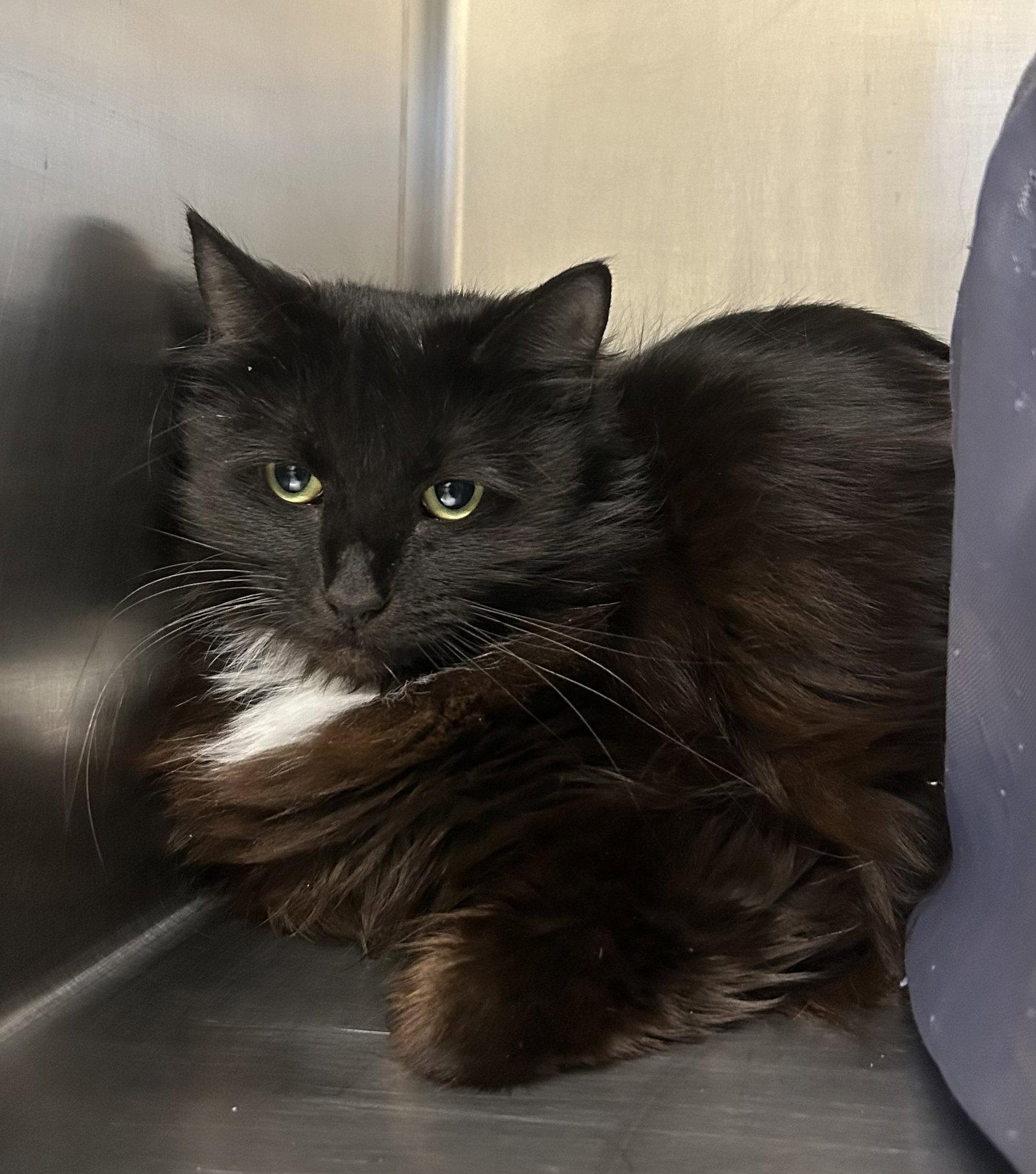 Esme, Adoptable, Adult Female Domestic Medium Hair.