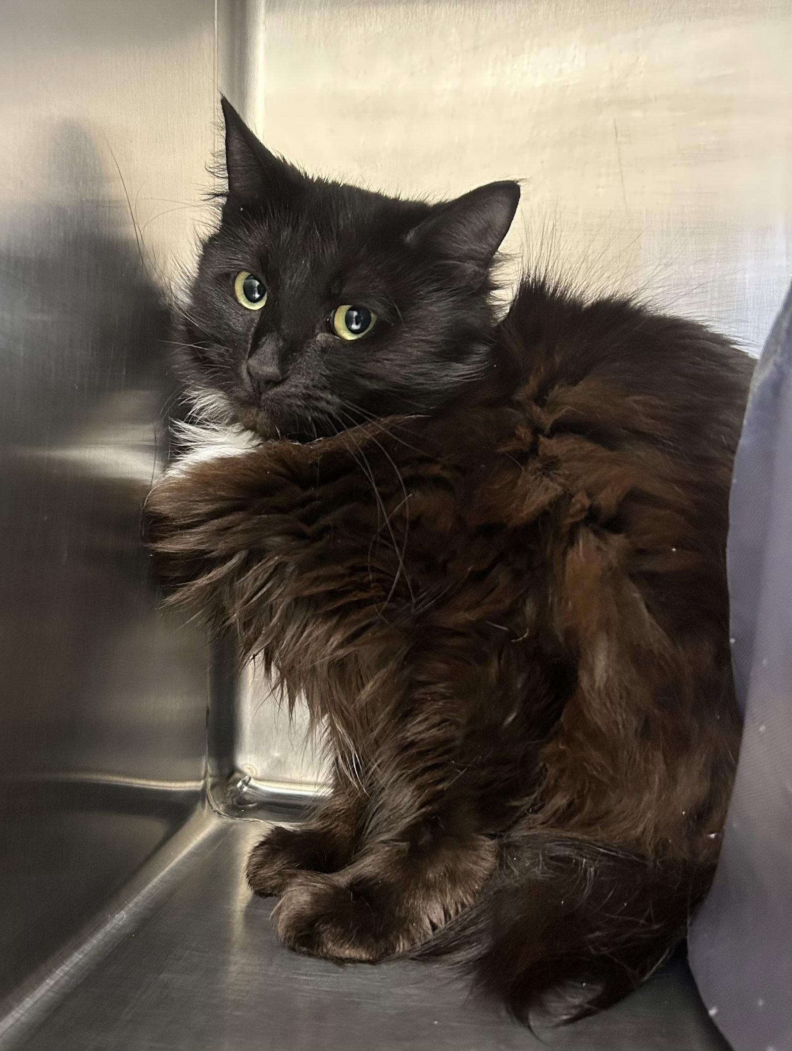 Esme, a Adoptable Domestic Medium Hair in Arlington, VT image 3/3
