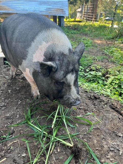 Laverne & Shirley, a Adoptable Pig in Knoxville, TN image 6/6