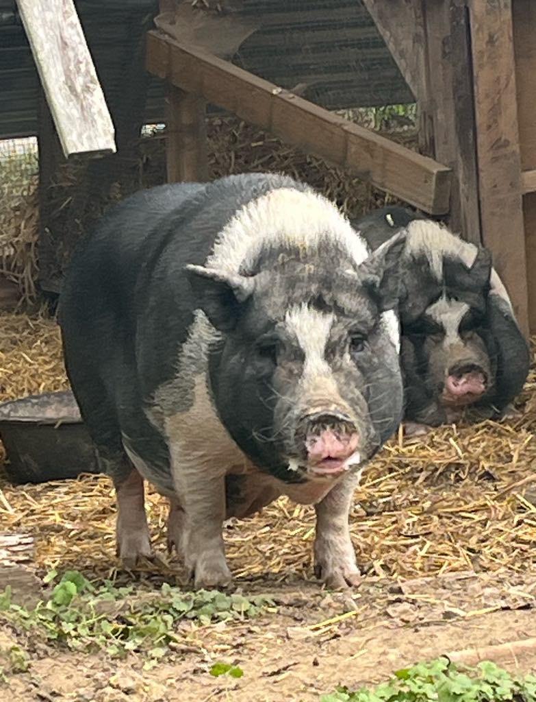 Laverne & Shirley, a Adoptable Pig in Knoxville, TN image 5/6
