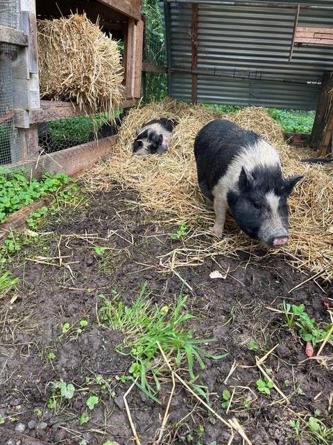 Laverne & Shirley, a Adoptable Pig in Knoxville, TN image 2/6