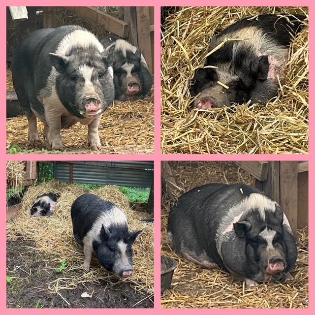 Laverne & Shirley, a Adoptable Pig in Knoxville, TN image 3/6