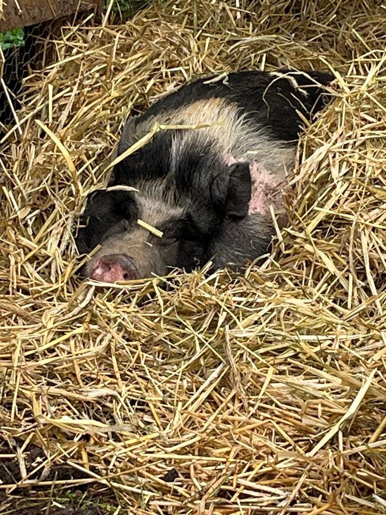 Laverne & Shirley, a Adoptable Pig in Knoxville, TN image 4/6