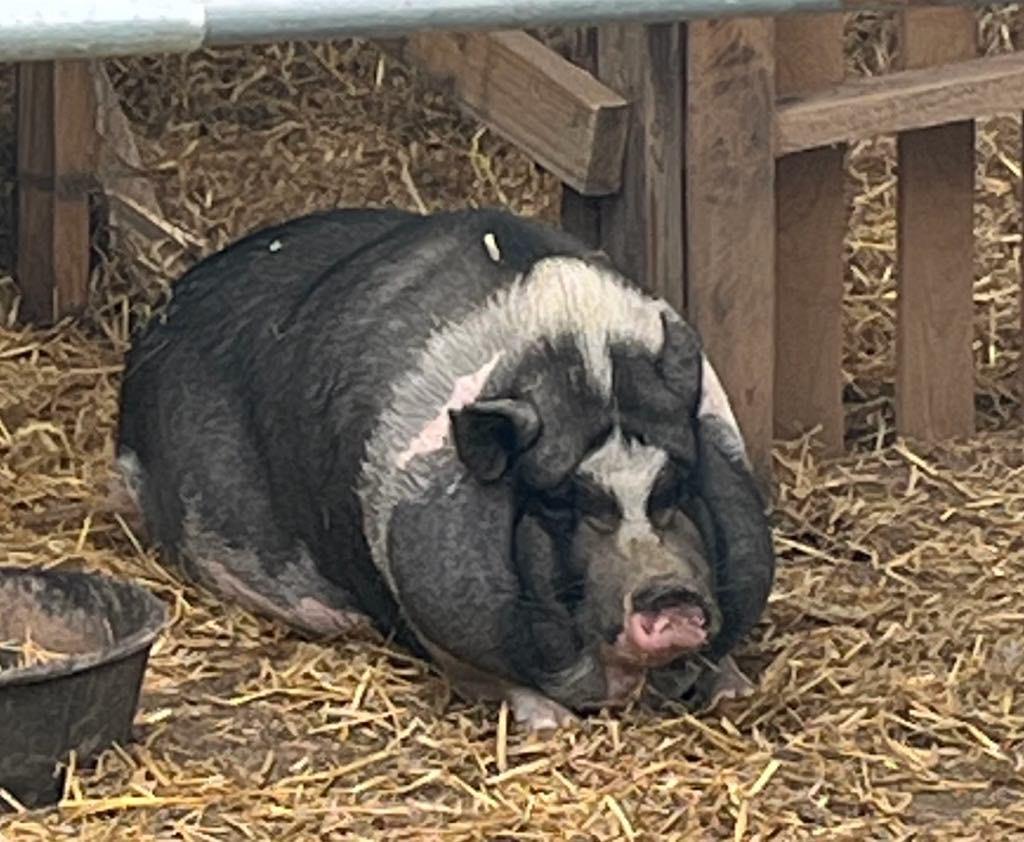 Laverne & Shirley, a Adoptable Pig in Knoxville, TN image 1/6