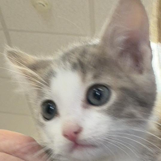 Silver, Adoptable, Kitten Male Domestic Short Hair.