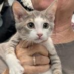Enlarge Silver, a Adoptable Domestic Short Hair in Greensboro, GA image 2/2