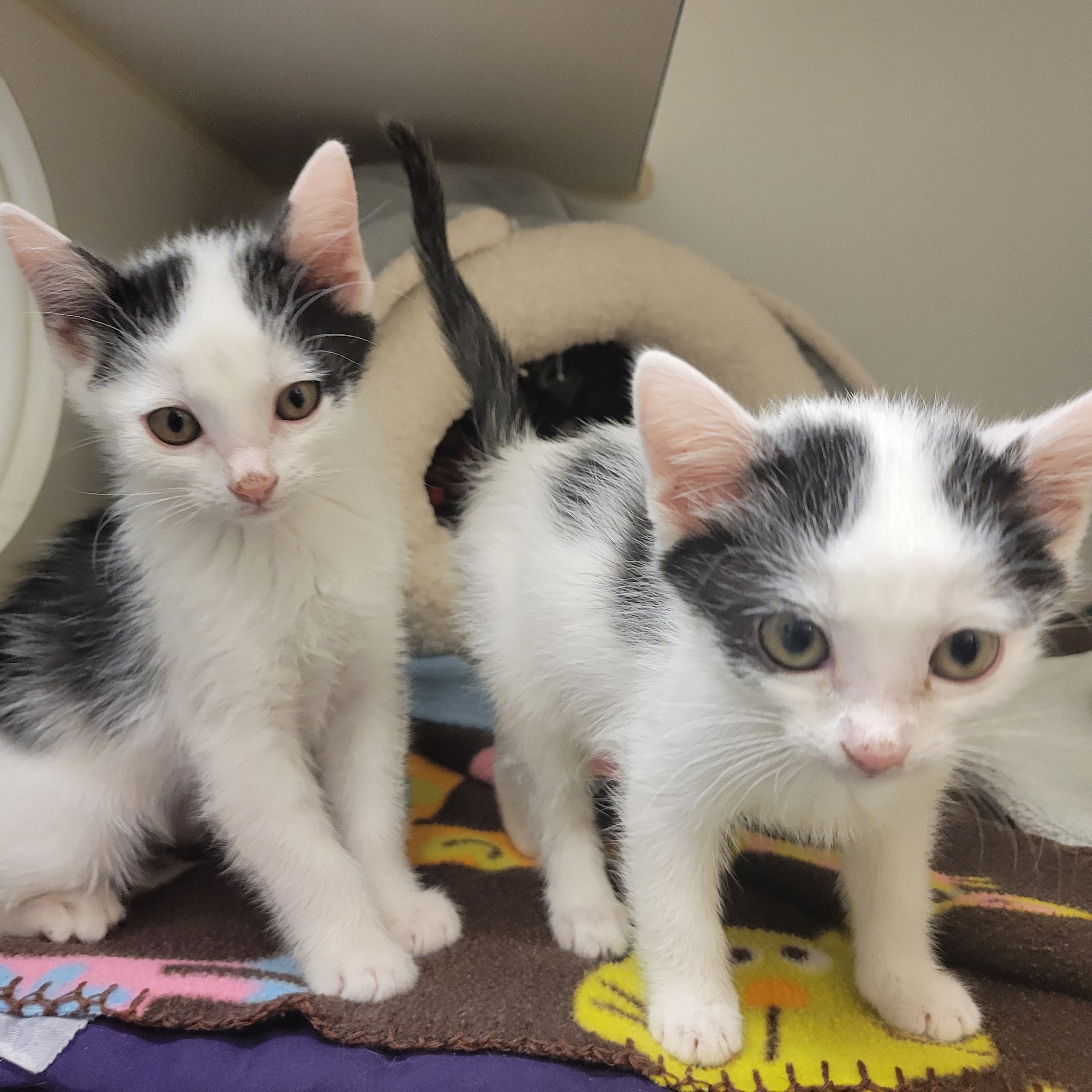 Sir Loin & Brisket, Adopted, Kitten Male Domestic Short Hair.
