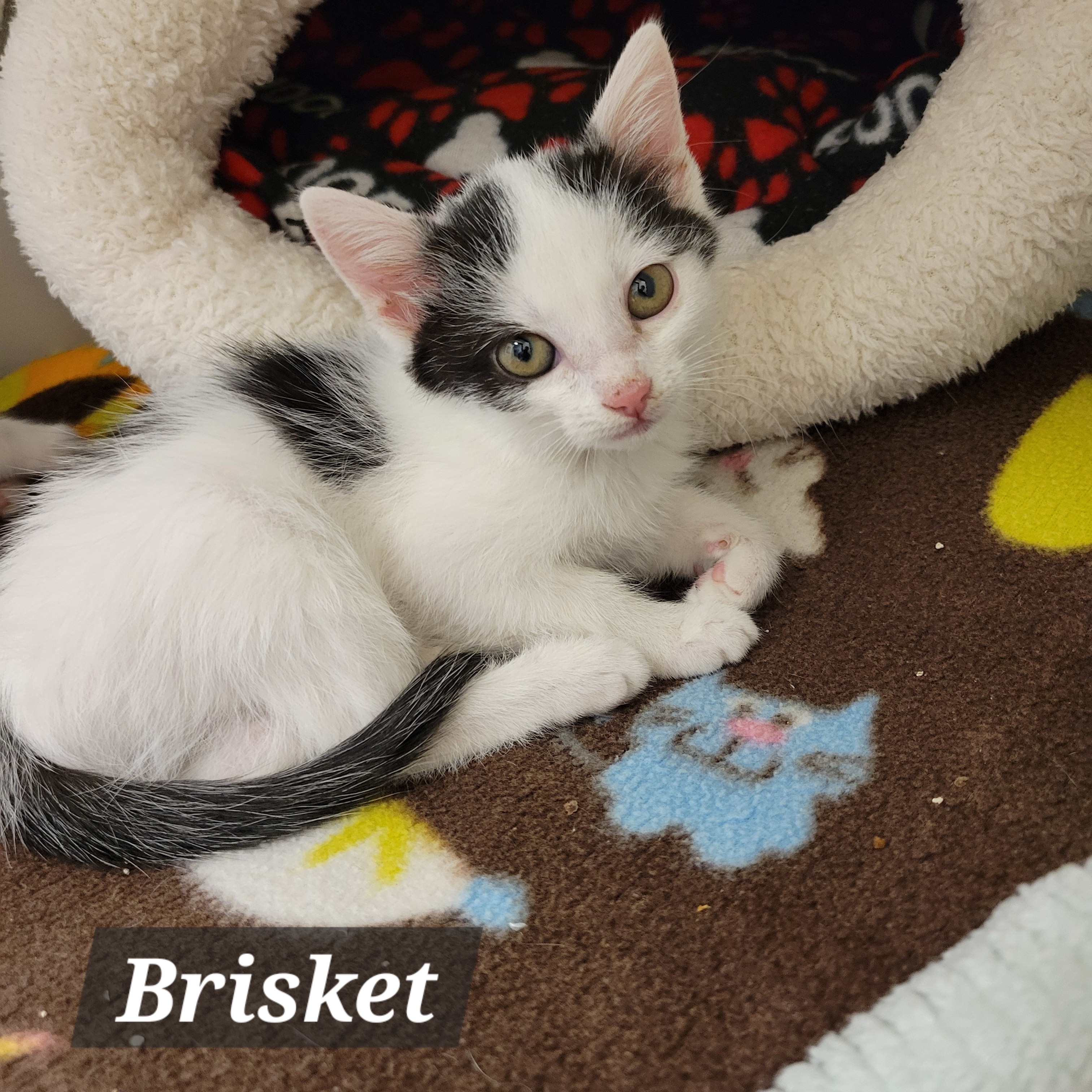 Sir Loin & Brisket, a Adopted Domestic Short Hair in Cathedral City, CA image 2/3