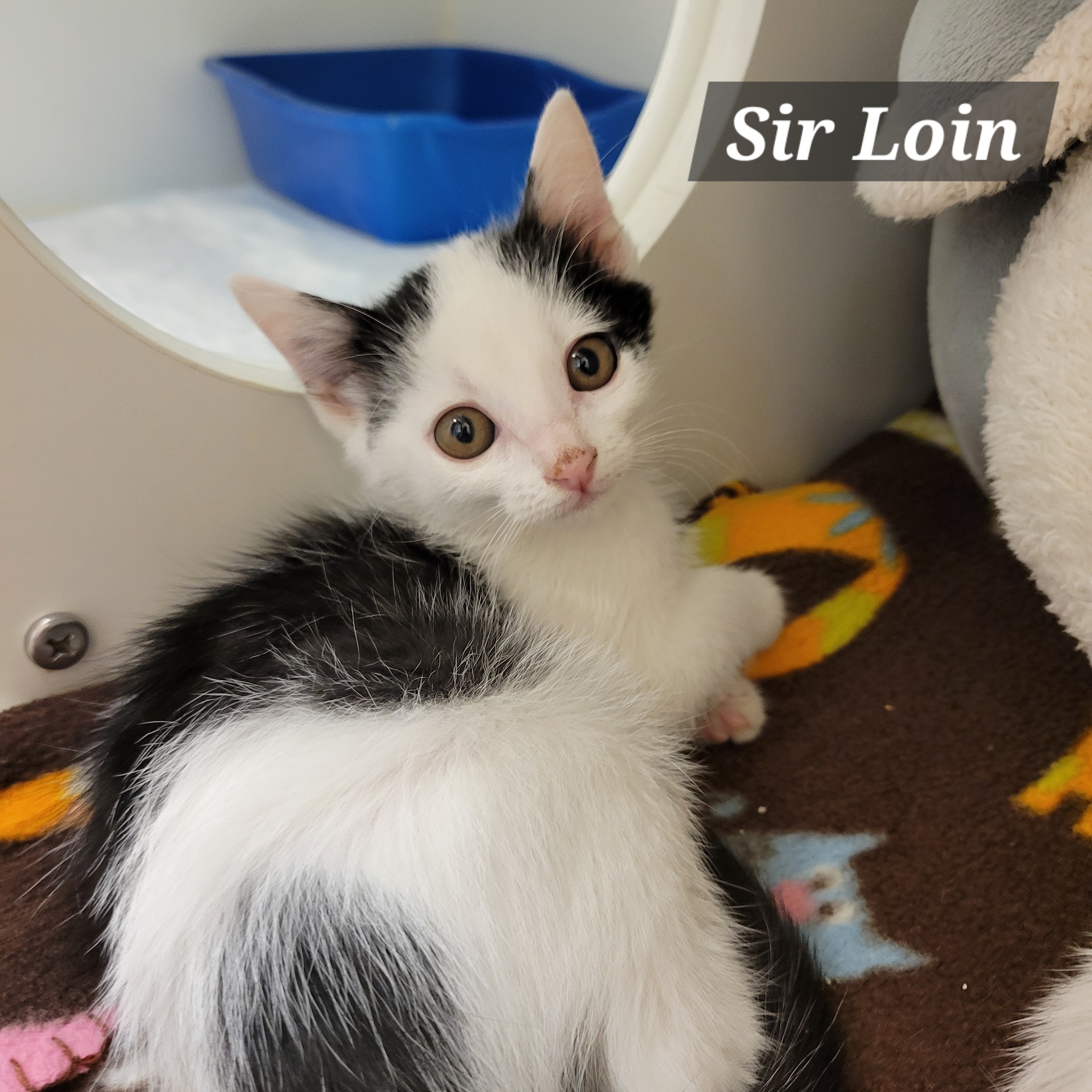 Sir Loin & Brisket, a Adopted Domestic Short Hair in Cathedral City, CA image 3/3