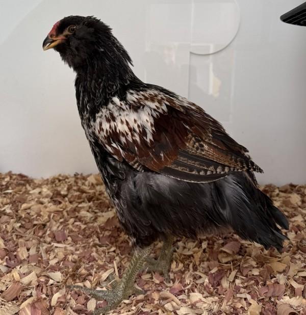 Enlarge Skittles, a Adoptable mixed breed in Golden, CO image 1/1