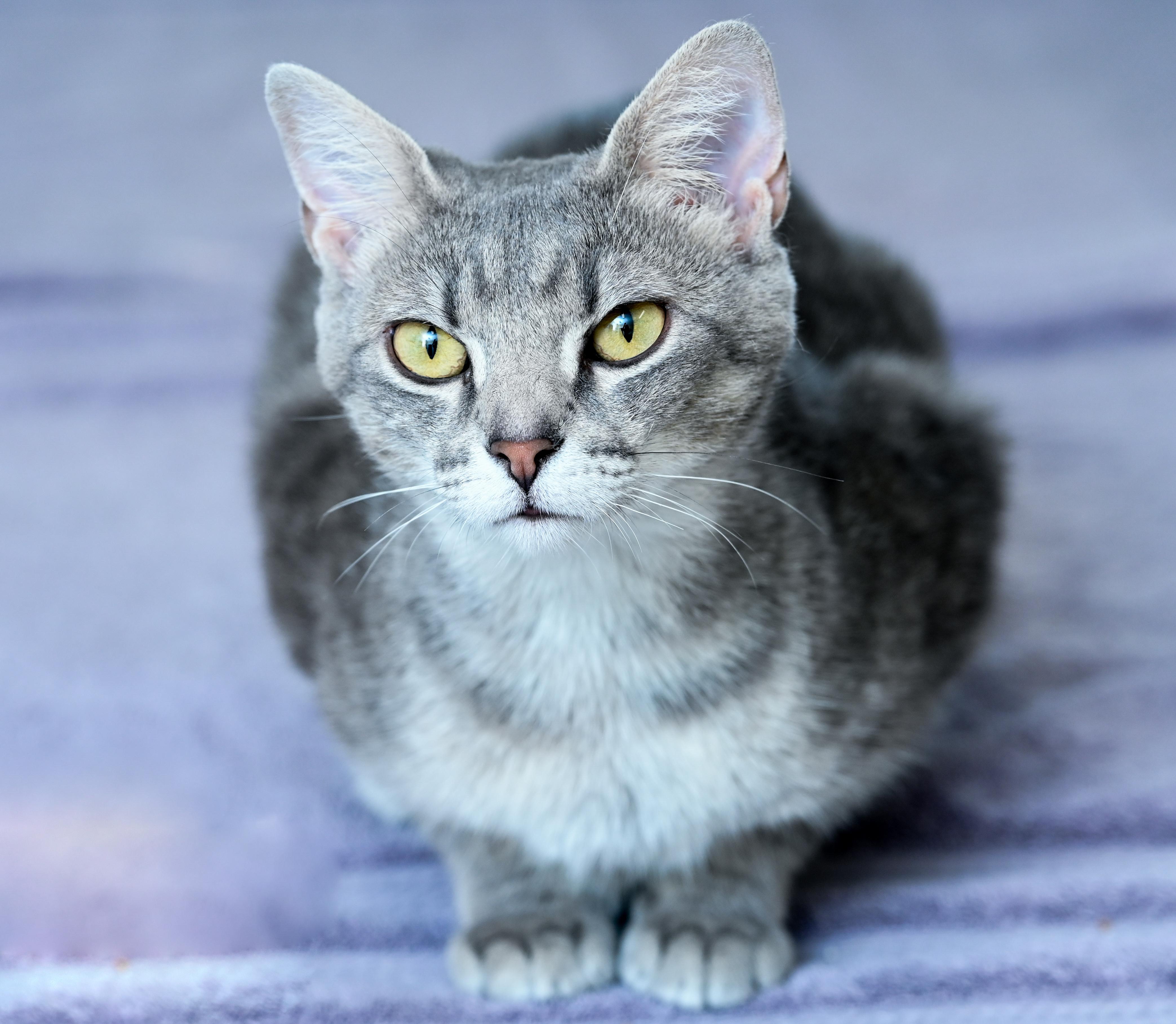 Enlarge Nani, a ADOPTABLE mixed breed in Chattanooga, TN image 2/3