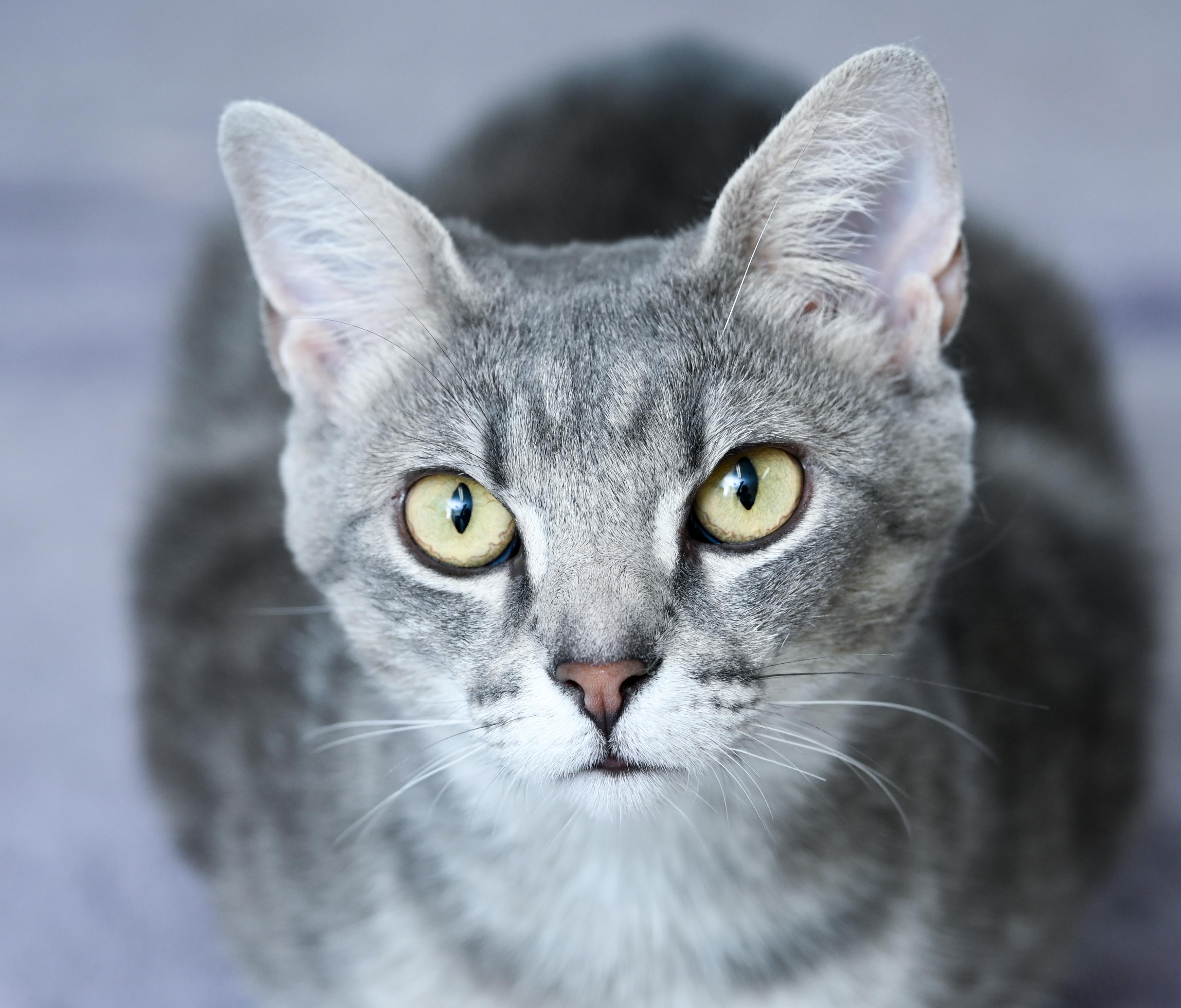 Enlarge Nani, a ADOPTABLE mixed breed in Chattanooga, TN image 3/3