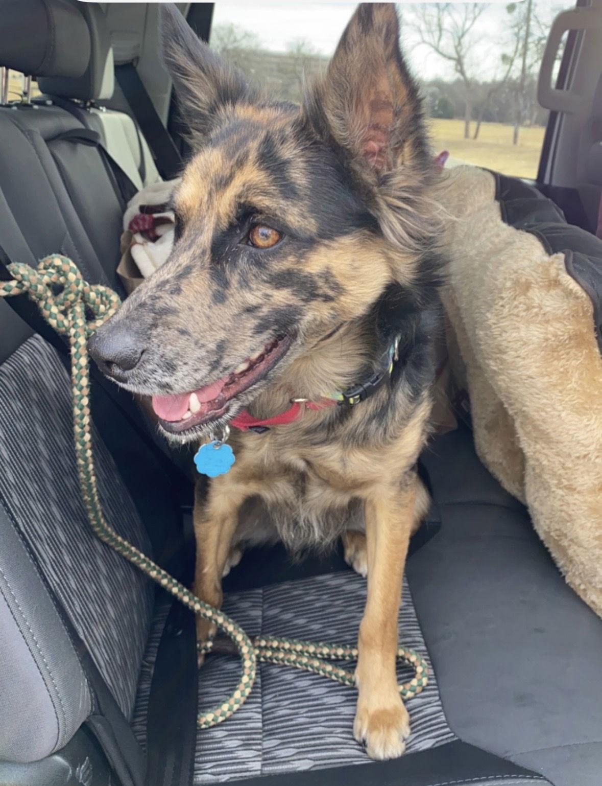 Oakley, Adopted, Adult Male Australian Shepherd & Collie.