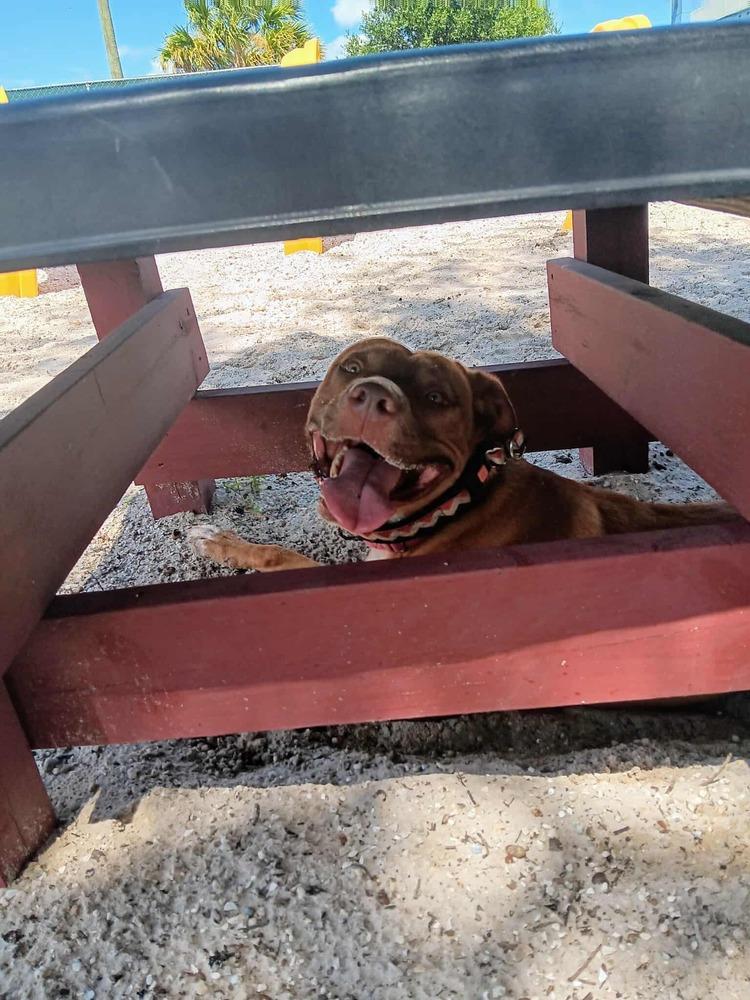 Toby 2, Adoptable, Young Male Staffordshire Bull Terrier & Labrador Retriever.