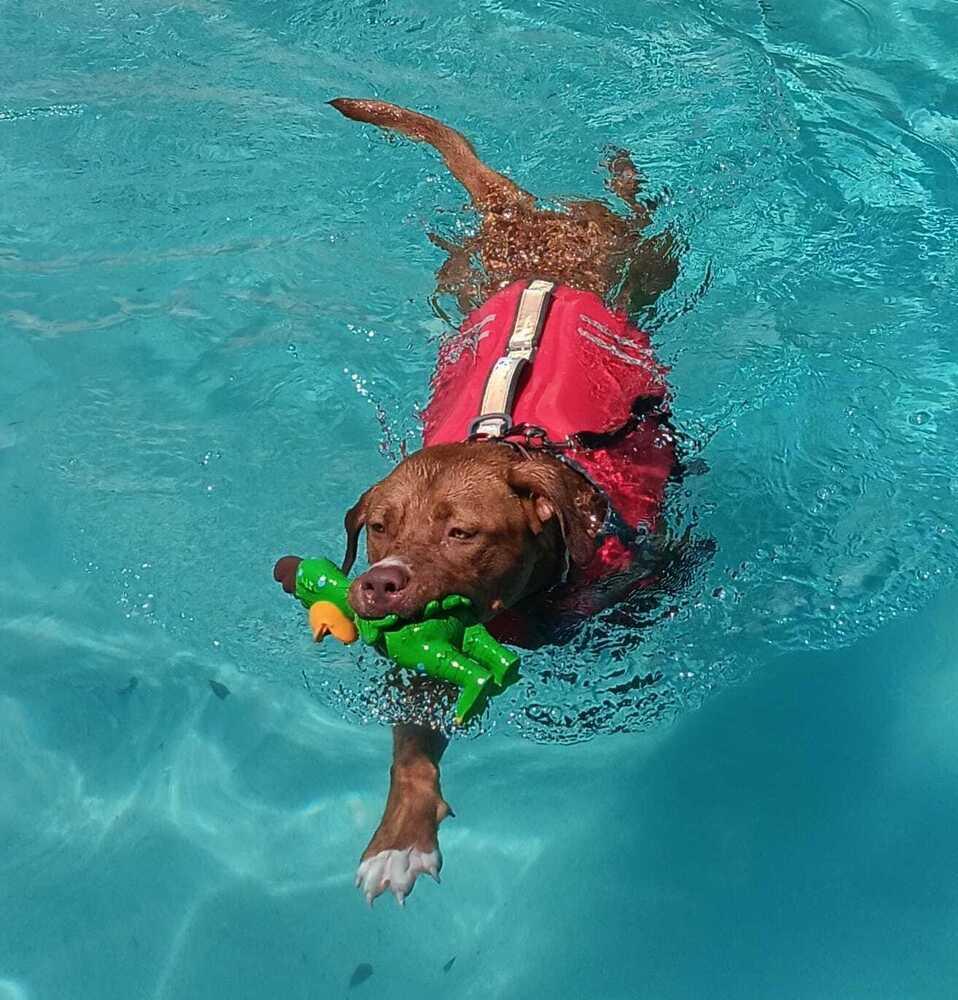 Enlarge Toby 2, a Adoptable mixed breed in Sebring, FL image 2/4