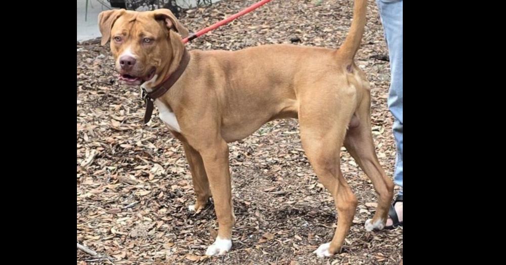 Enlarge Toby 2, a Adoptable mixed breed in Sebring, FL image 4/4