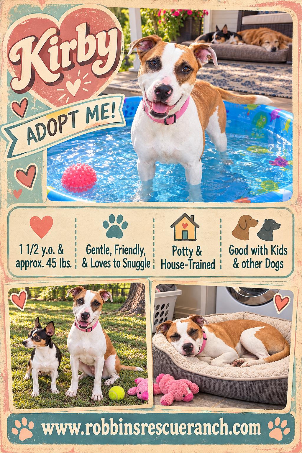 Kirby, Adoptable, Young Female American Bully.