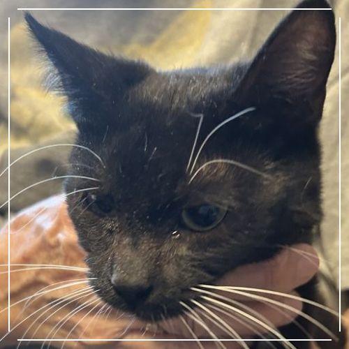 Enlarge N-KaiKai, a Adoptable Domestic Short Hair in Arizona City, AZ image 1/2