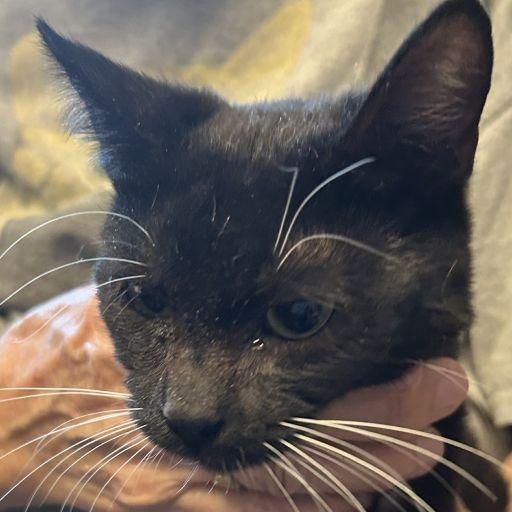 Enlarge N-KaiKai, a Adoptable Domestic Short Hair in Arizona City, AZ image 2/2