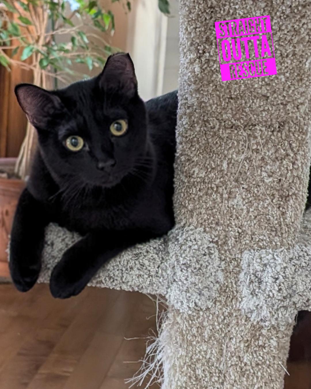 Enlarge Skitter - New Bio and pics , a Adoptable Domestic Short Hair in Vancouver, BC image 5/6