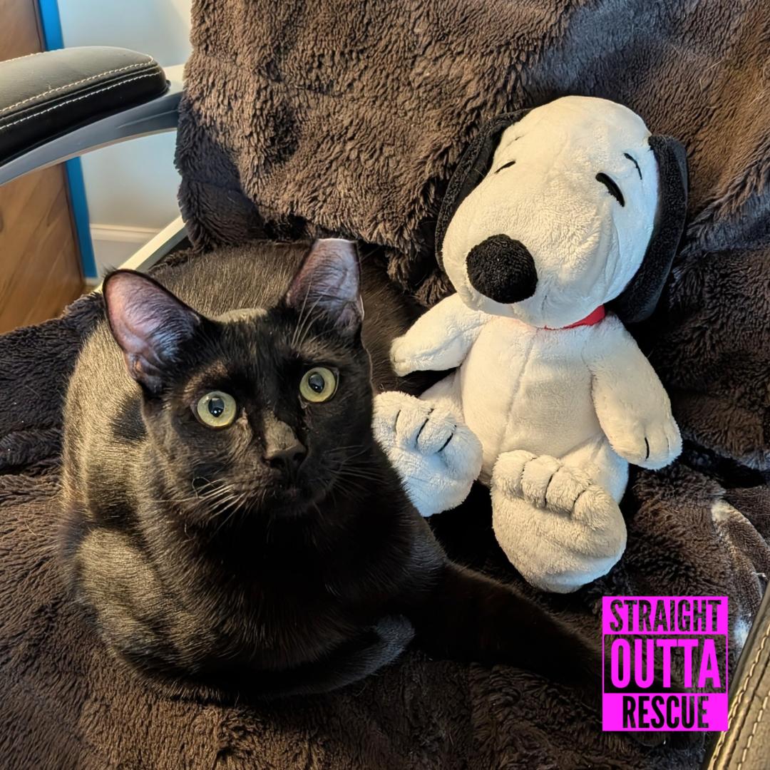 Skitter - New Bio and pics , Adoptable, Young Male Domestic Short Hair.