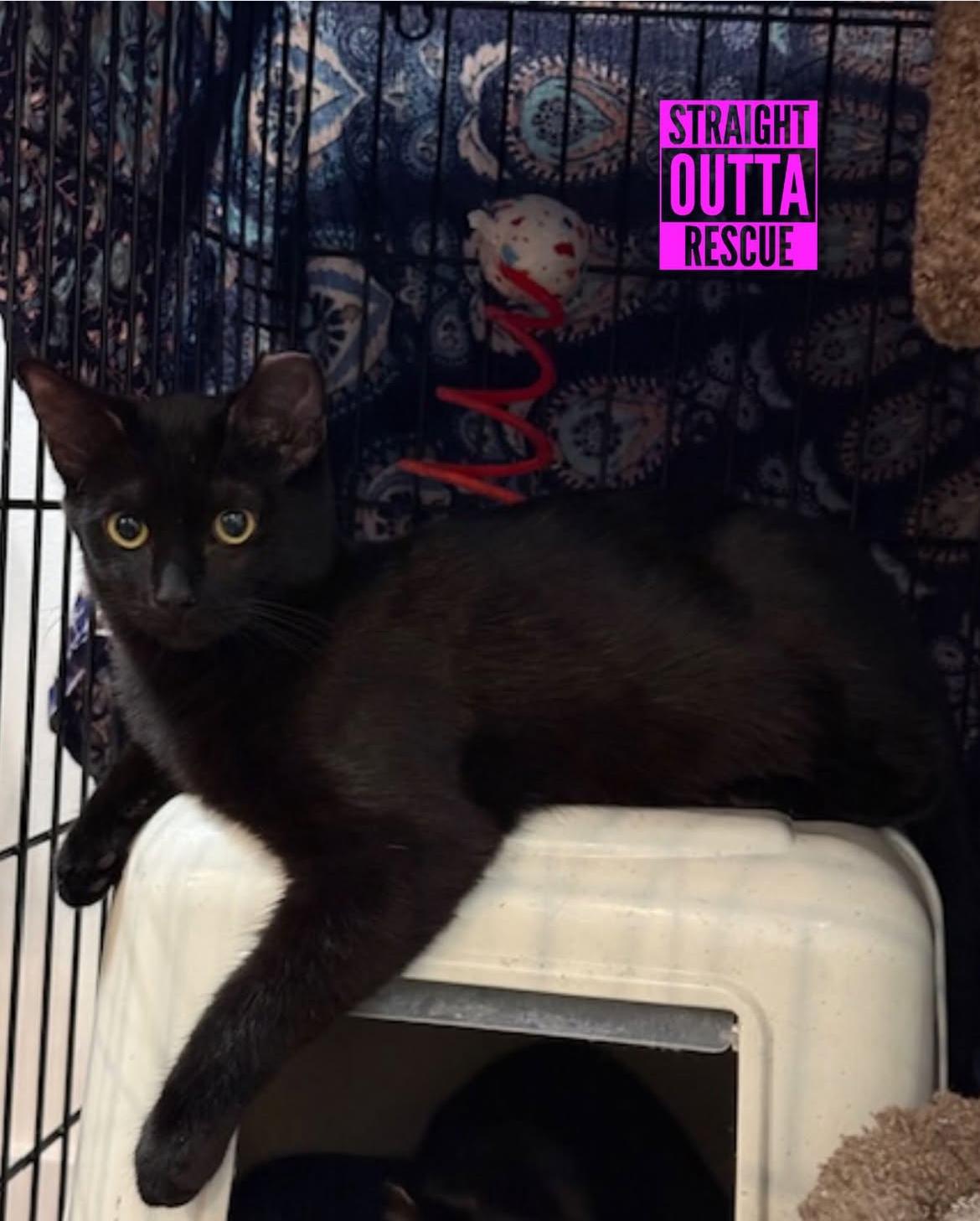 Enlarge Skitter - New Bio and New Images*, a Adoptable Domestic Short Hair in Vancouver, BC image 2/6